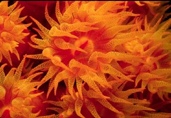 Orange cup coral feeding at night.  Taken w/NikV, 35mm le... by Beverly Speed 
